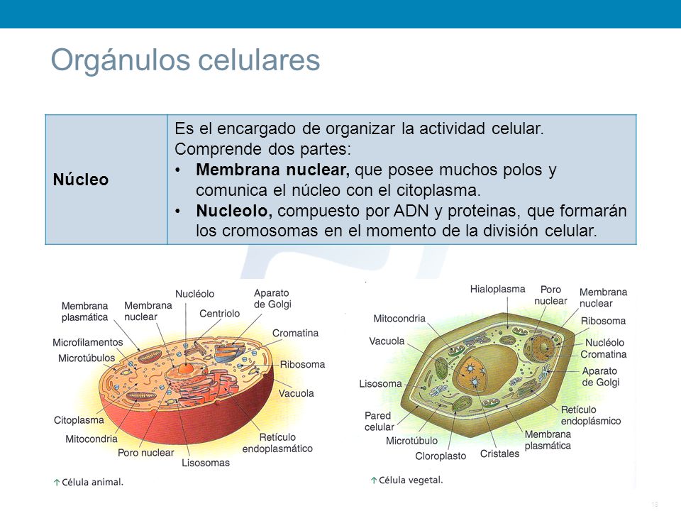 Orgánulos celulares Es el encargado de organizar la actividad celular.