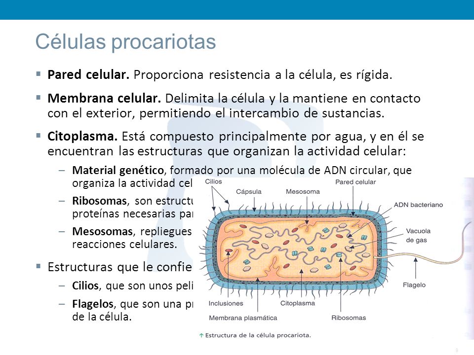 Células procariotas Pared celular. Proporciona resistencia a la célula, es rígida.