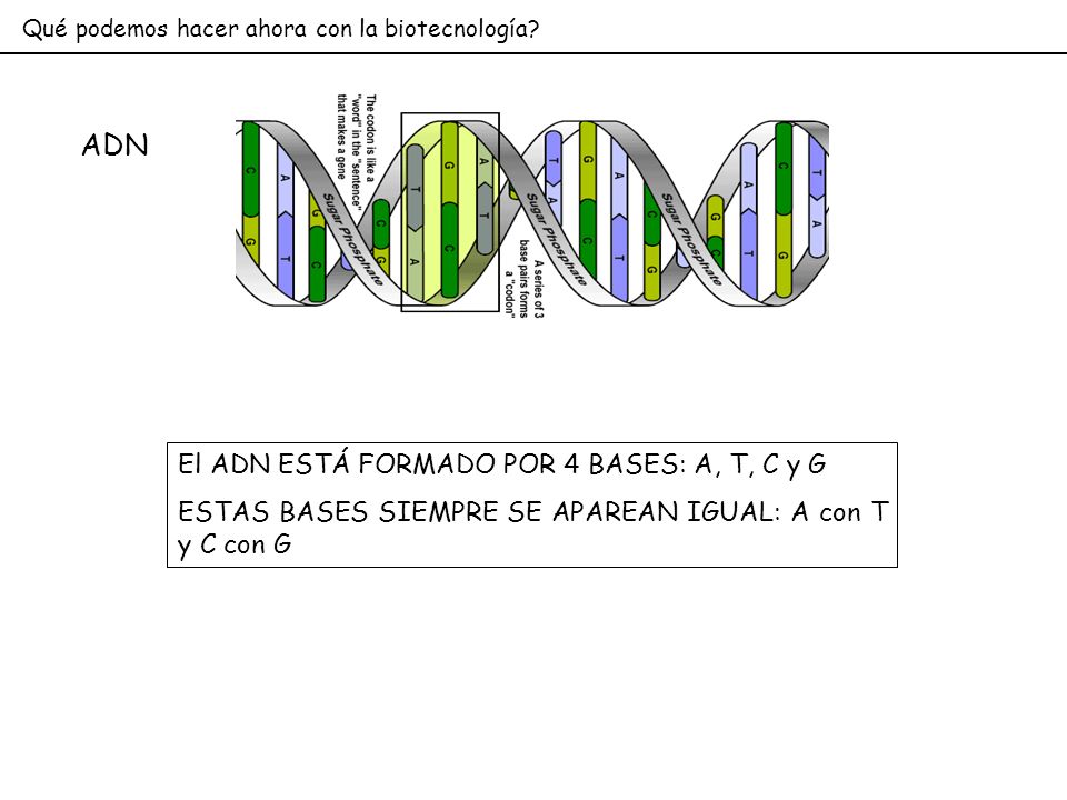 ADN El ADN ESTÁ FORMADO POR 4 BASES: A, T, C y G