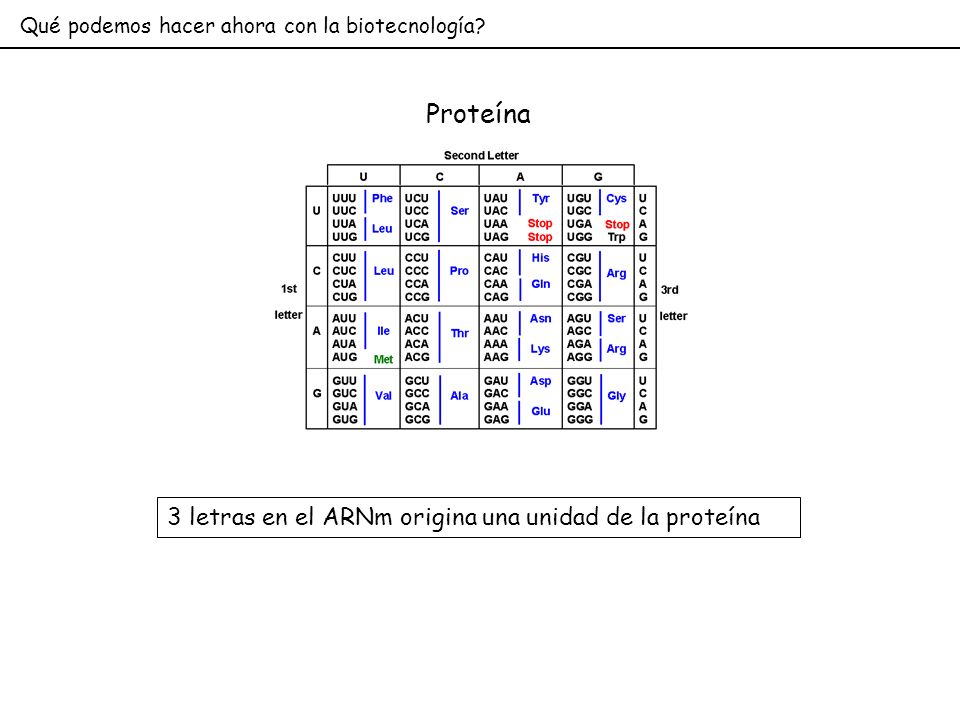 Proteína 3 letras en el ARNm origina una unidad de la proteína