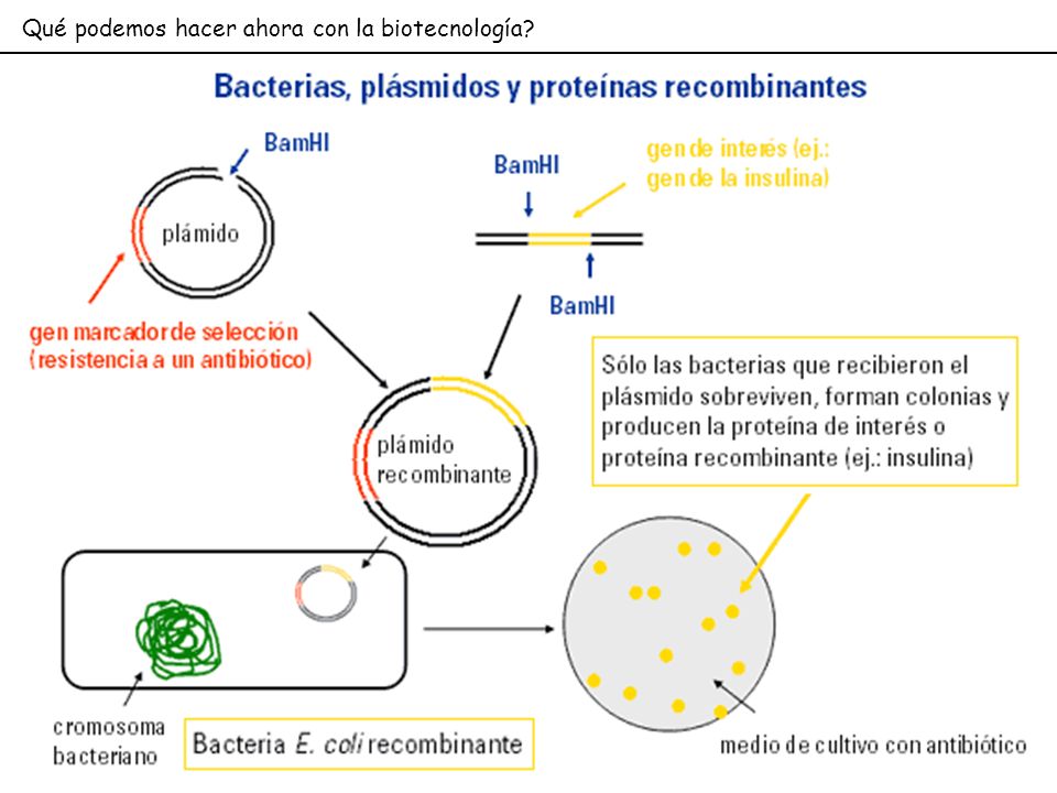 Qué podemos hacer ahora con la biotecnología
