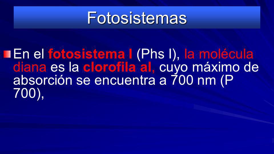 Fotosistemas En el fotosistema I (Phs I), la molécula diana es la clorofila aI, cuyo máximo de absorción se encuentra a 700 nm (P 700),