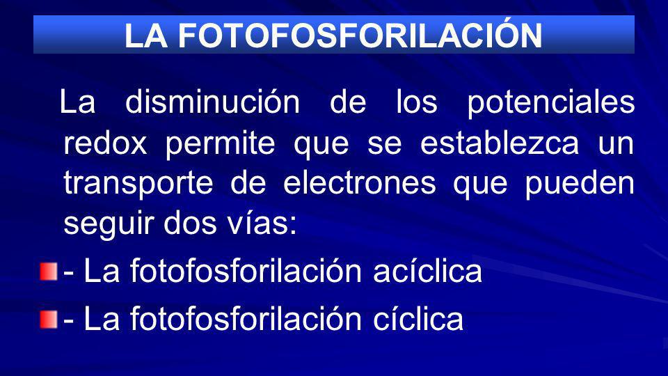 LA FOTOFOSFORILACIÓN La disminución de los potenciales redox permite que se establezca un transporte de electrones que pueden seguir dos vías: