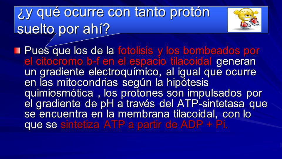 ¿y qué ocurre con tanto protón suelto por ahí