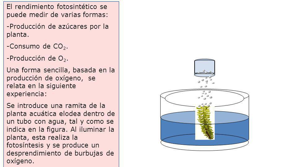 El rendimiento fotosintético se puede medir de varias formas: