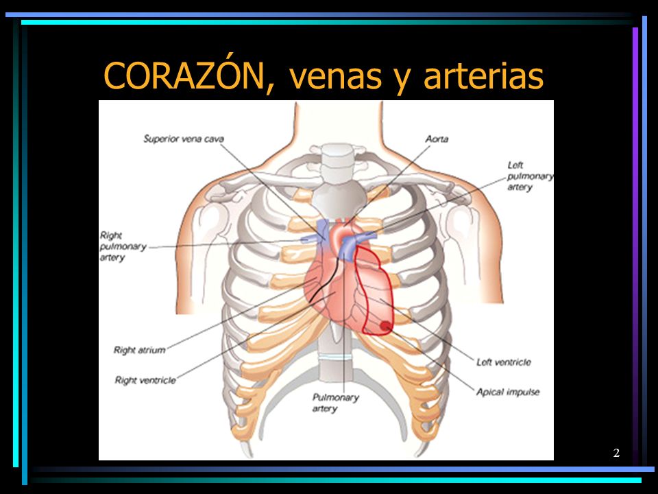 CORAZÓN, venas y arterias
