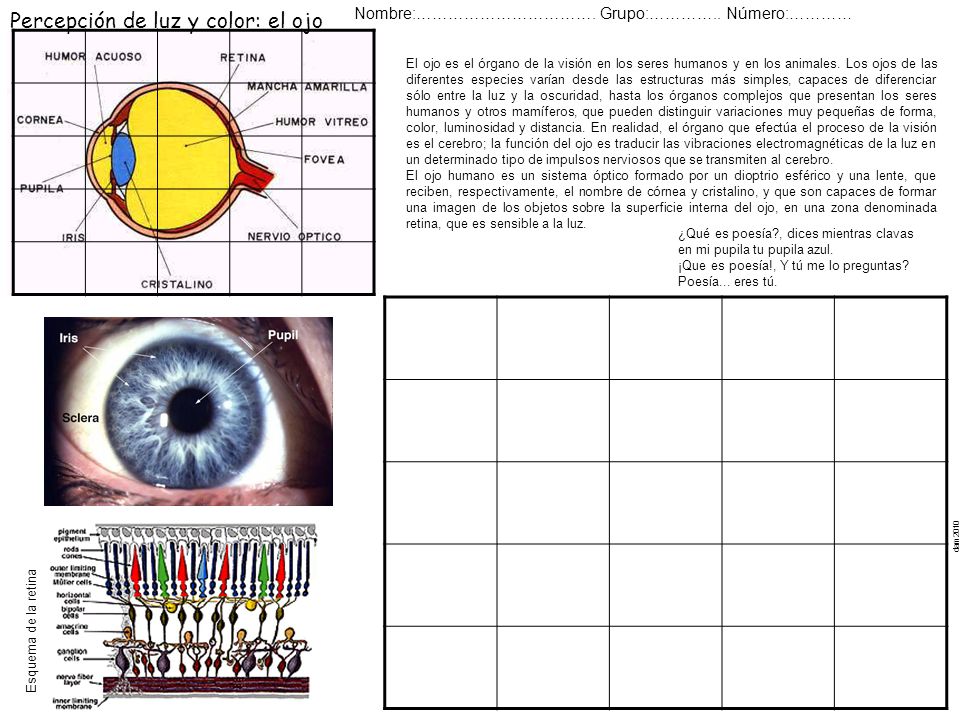 Percepción de luz y color: el ojo