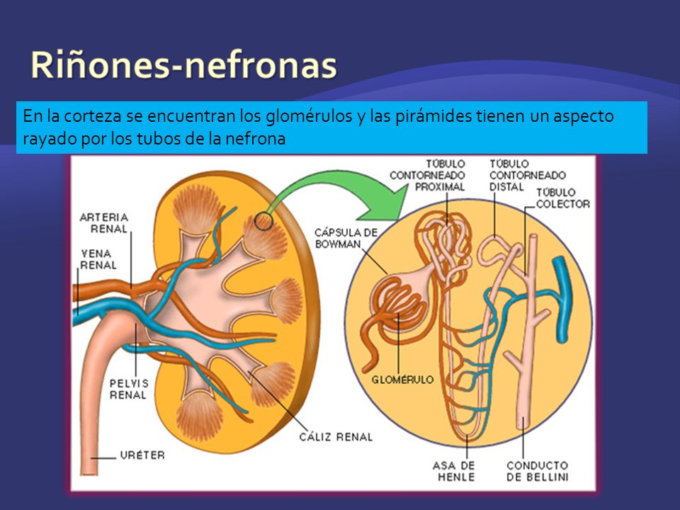 Riñones-nefronas En la corteza se encuentran los glomérulos y las pirámides tienen un aspecto rayado por los tubos de la nefrona.