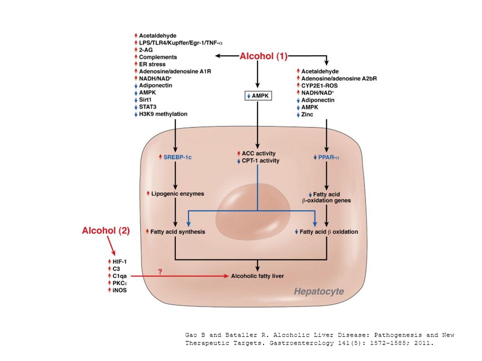 Gao B and Bataller R. Alcoholic Liver Disease: Pathogenesis and New Therapeutic Targets.