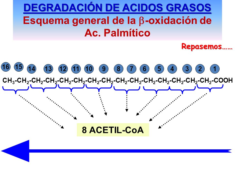 DEGRADACIÓN DE ACIDOS GRASOS Esquema general de la b-oxidación de Ac