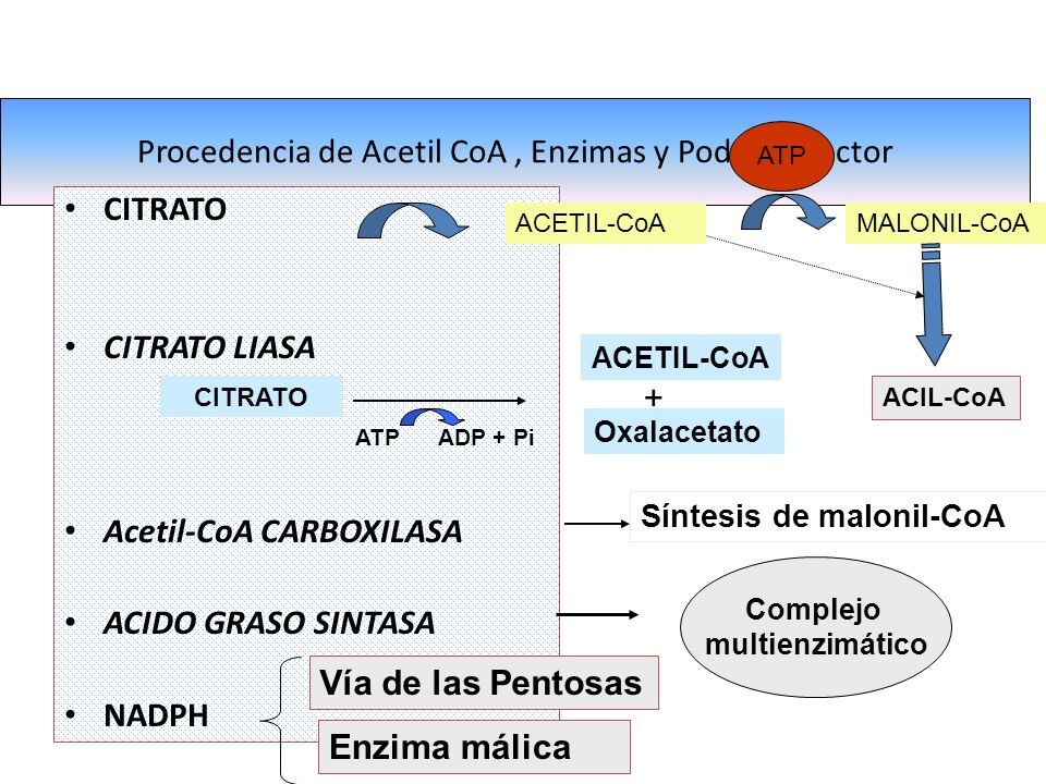 Procedencia de Acetil CoA , Enzimas y Poder reductor
