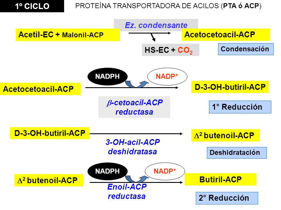 b-cetoacil-ACP reductasa 3-OH-acil-ACP deshidratasa