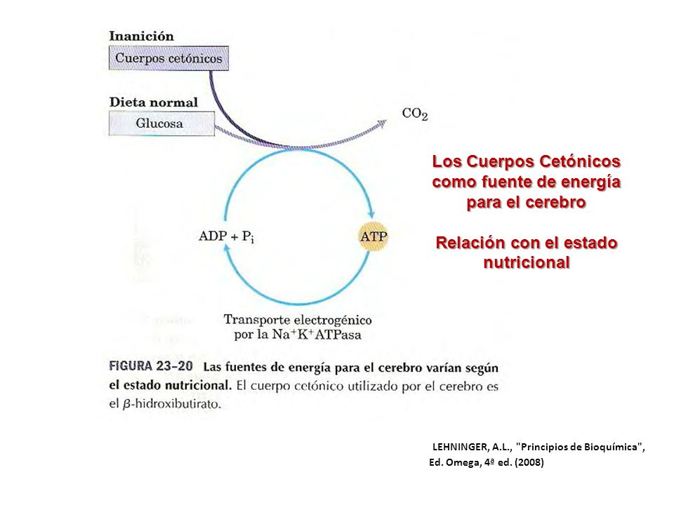 Los Cuerpos Cetónicos como fuente de energía para el cerebro