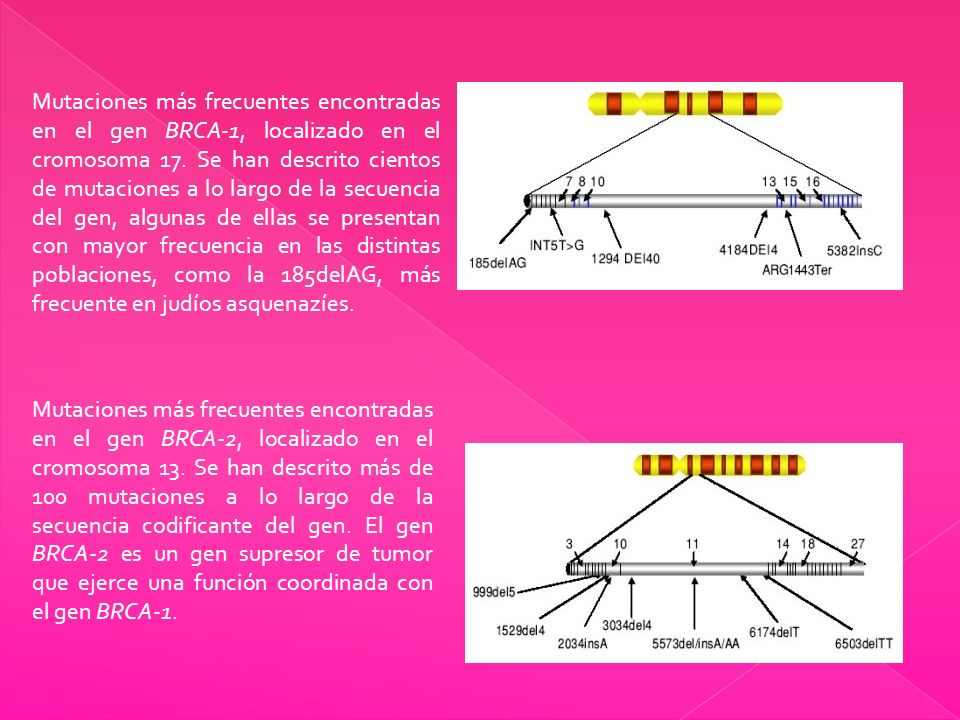Mutaciones más frecuentes encontradas en el gen BRCA-1, localizado en el cromosoma 17. Se han descrito cientos de mutaciones a lo largo de la secuencia del gen, algunas de ellas se presentan con mayor frecuencia en las distintas poblaciones, como la 185delAG, más frecuente en judíos asquenazíes.