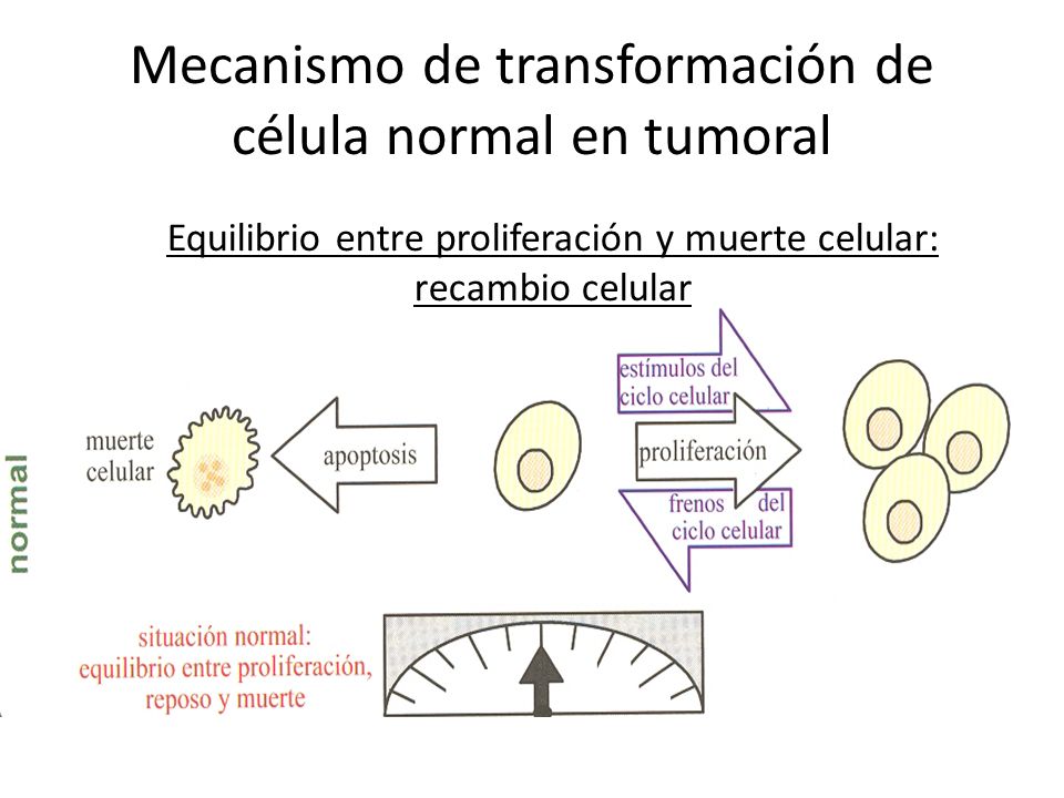 Mecanismo de transformación de célula normal en tumoral