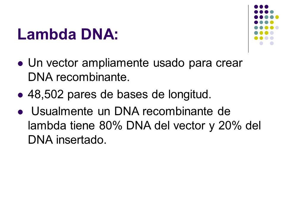 Lambda DNA: Un vector ampliamente usado para crear DNA recombinante.