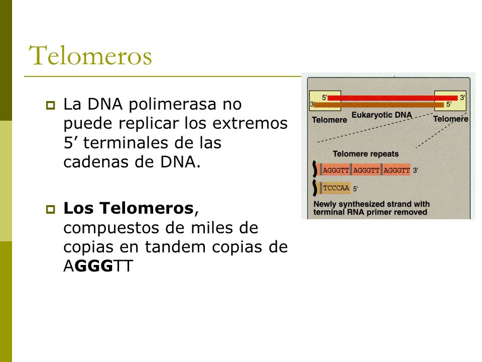 Telomeros La DNA polimerasa no puede replicar los extremos 5’ terminales de las cadenas de DNA.