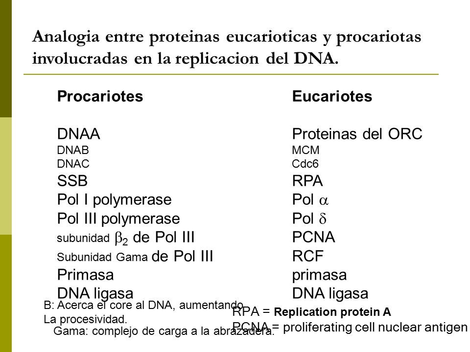 Analogia entre proteinas eucarioticas y procariotas involucradas en la replicacion del DNA.