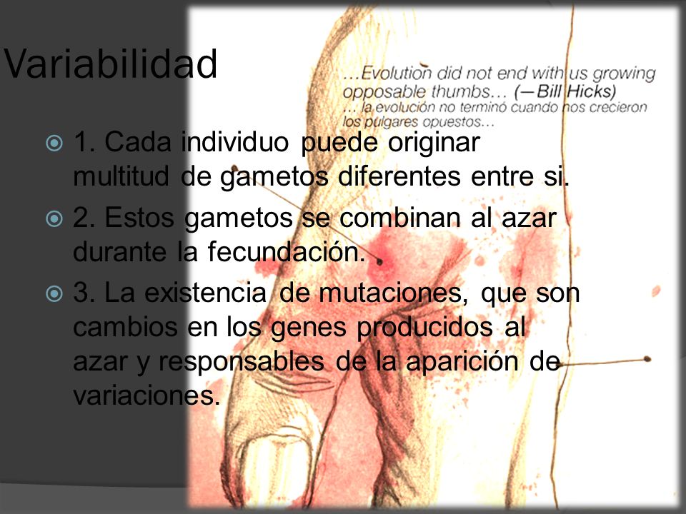 Variabilidad 1. Cada individuo puede originar multitud de gametos diferentes entre si. 2. Estos gametos se combinan al azar durante la fecundación.