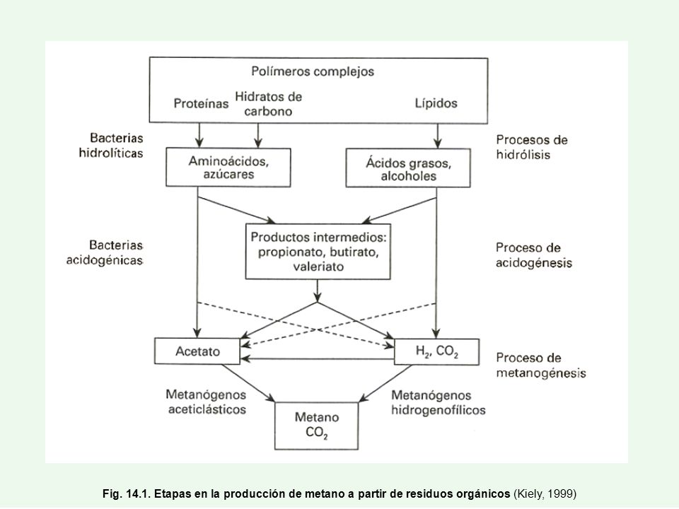 Fig Etapas en la producción de metano a partir de residuos orgánicos (Kiely, 1999)