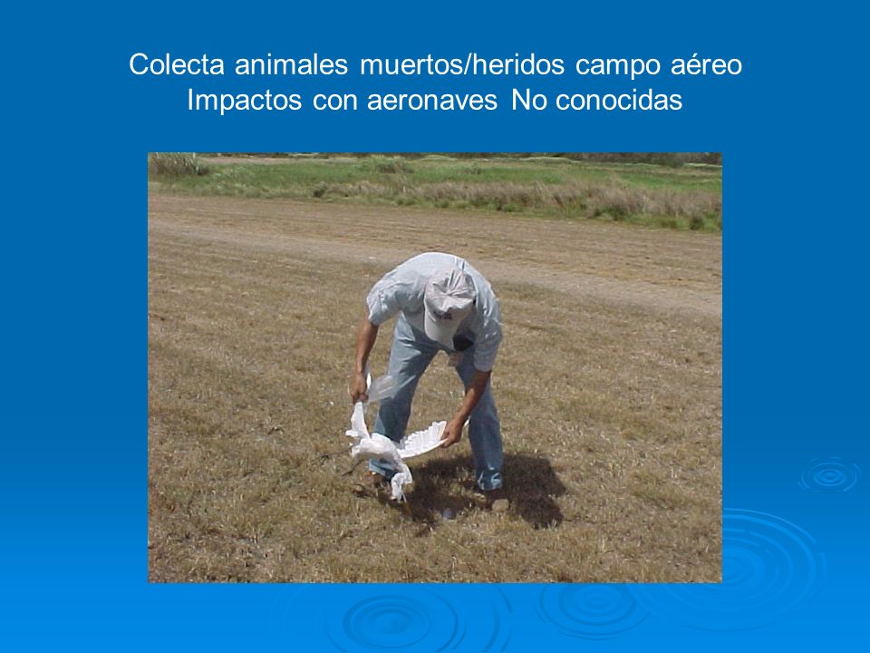 Colecta animales muertos/heridos campo aéreo Impactos con aeronaves No conocidas