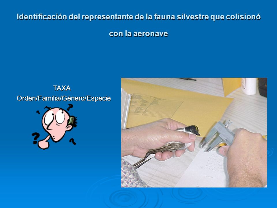 Identificación del representante de la fauna silvestre que colisionó con la aeronave
