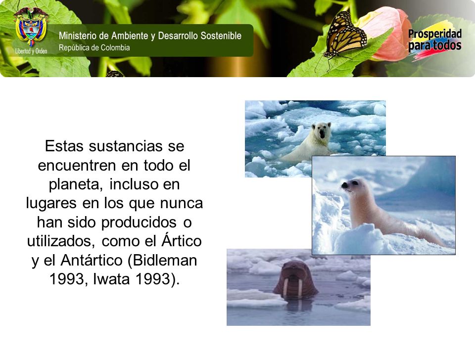 Estas sustancias se encuentren en todo el planeta, incluso en lugares en los que nunca han sido producidos o utilizados, como el Ártico y el Antártico (Bidleman 1993, Iwata 1993).