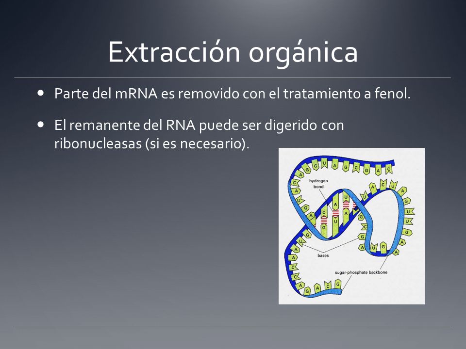Extracción orgánica Parte del mRNA es removido con el tratamiento a fenol.