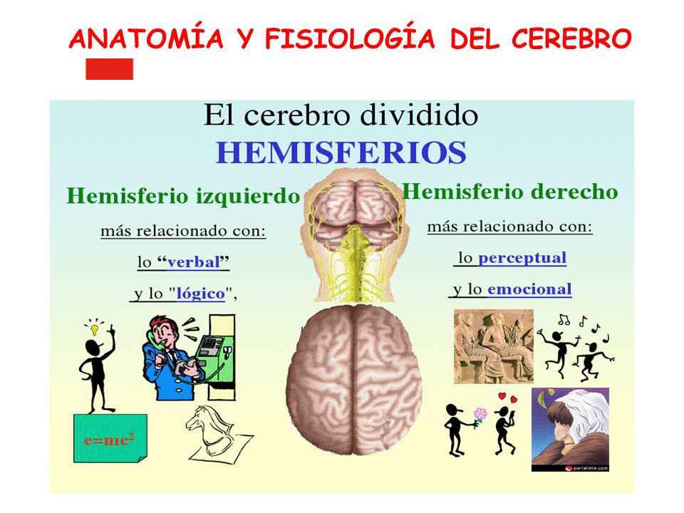 CLASIFICACIÓN DEL SN SISTEMA NERVIOSO CENTRAL (SNC): protegido por cubierta ósea (cráneo y columna vertebral), es el centro de control
