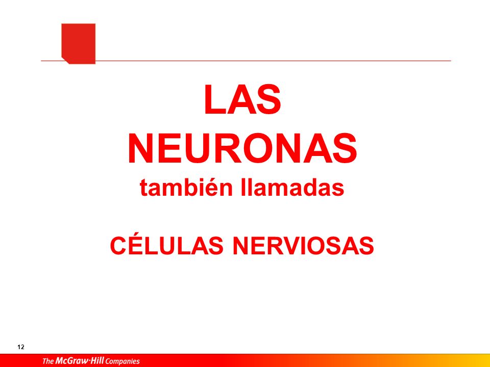 La NEURONA es una célula muy especializada con una forma muy diferente a una célula animal clásica. En ella se distinguen: Núcleo: que contiene el ADN (genes que fabrican los NT) Dendritas: múltiples ramificaciones cortas que salen del cuerpo celular, que al ser excitadas por estímulos físicos o por otras neuronas, dan lugar al impulso nervioso Axón: prolongación larga y única que sale del cuerpo celular, recubierta por una vaina de naturaleza grasa (mielina), encargado de transmitir el impulso nervioso a la siguiente neurona