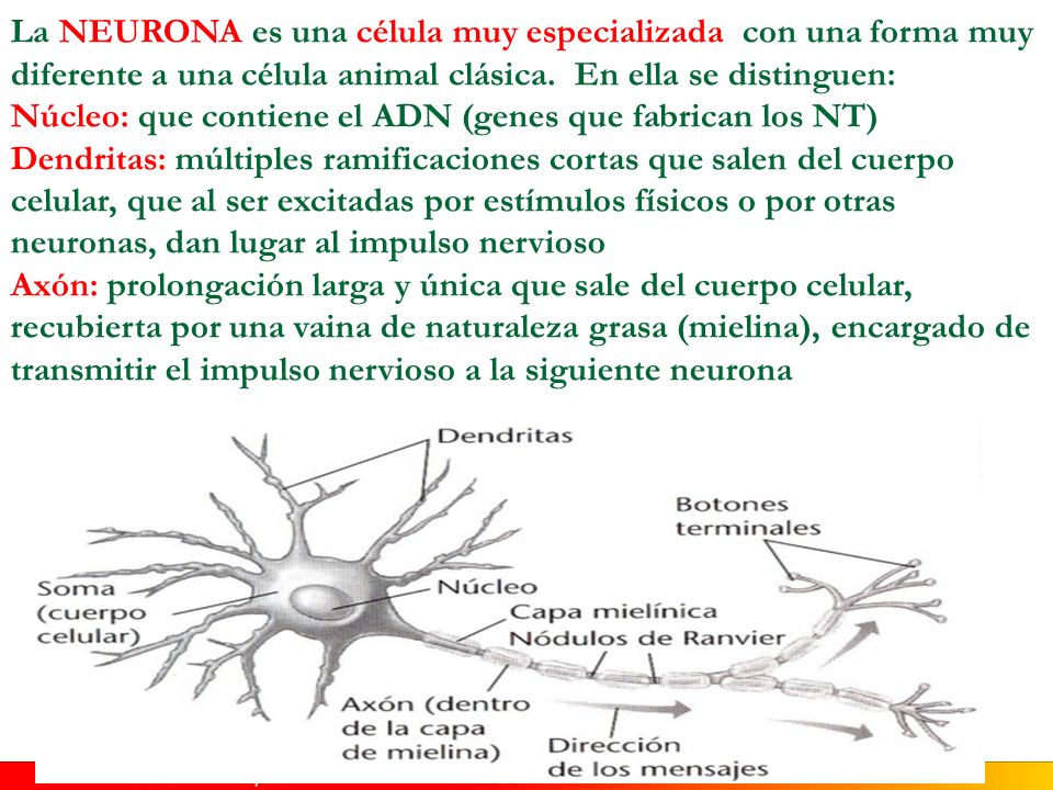 Las Neuronas Su función consiste en transmitir el impulso nervioso