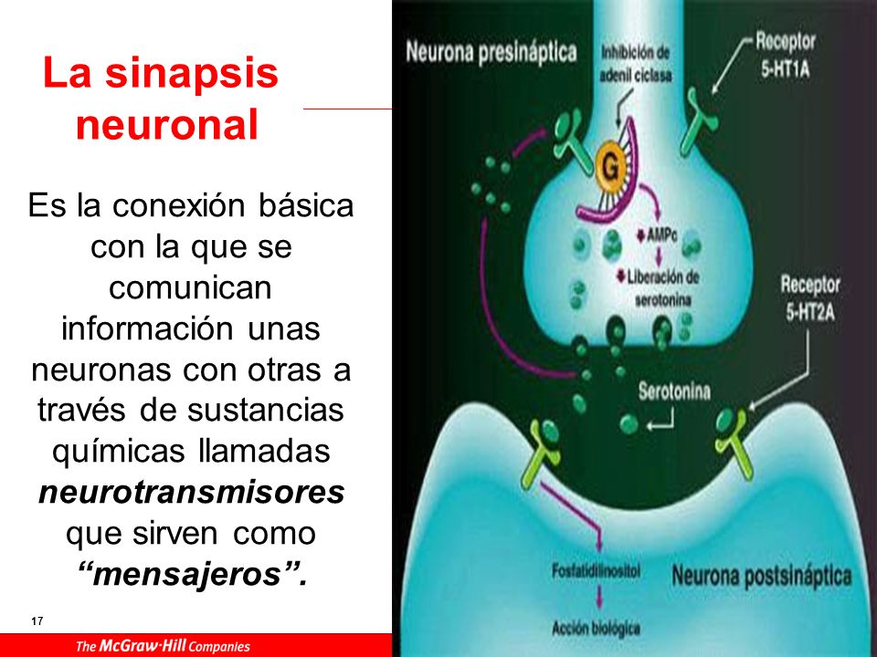NEUROTRANSMISORES Su función es posibilitar o inhibir la sinapsis o comunicación interneuronal.