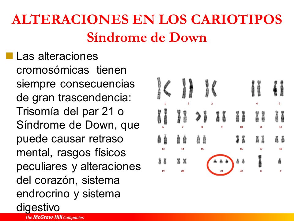 2. El Sistema Nervioso El sistema nervioso está formado por dos tipos de células: neuronas (10%) y neuroglias (90%)