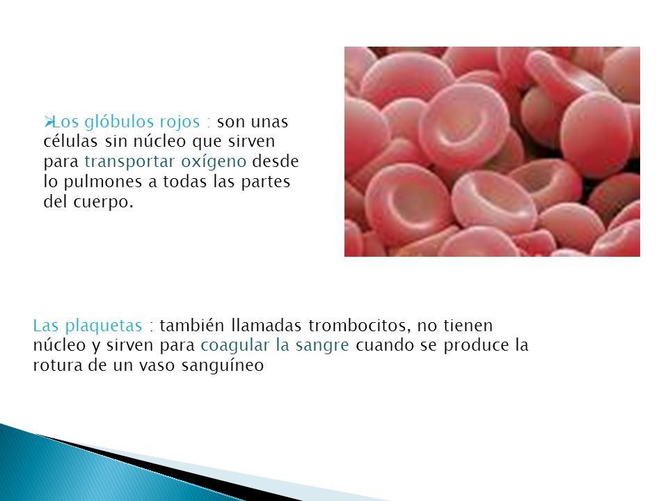 Los glóbulos rojos : son unas células sin núcleo que sirven para transportar oxígeno desde lo pulmones a todas las partes del cuerpo.