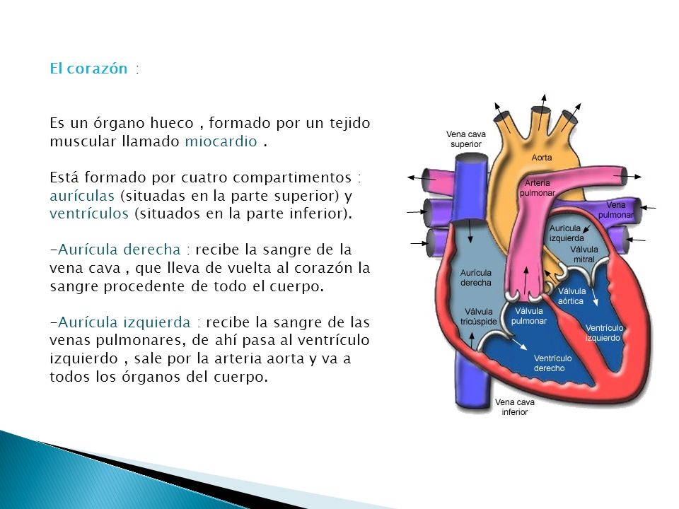 El corazón : Es un órgano hueco , formado por un tejido muscular llamado miocardio .