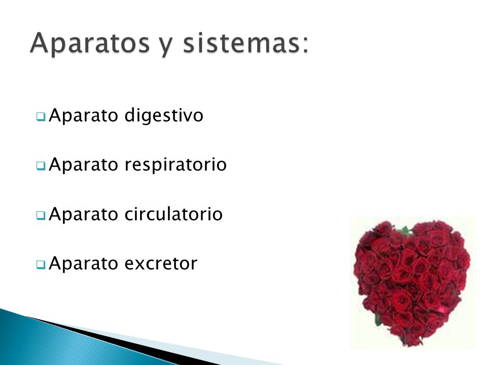 Aparatos y sistemas: Aparato digestivo Aparato respiratorio
