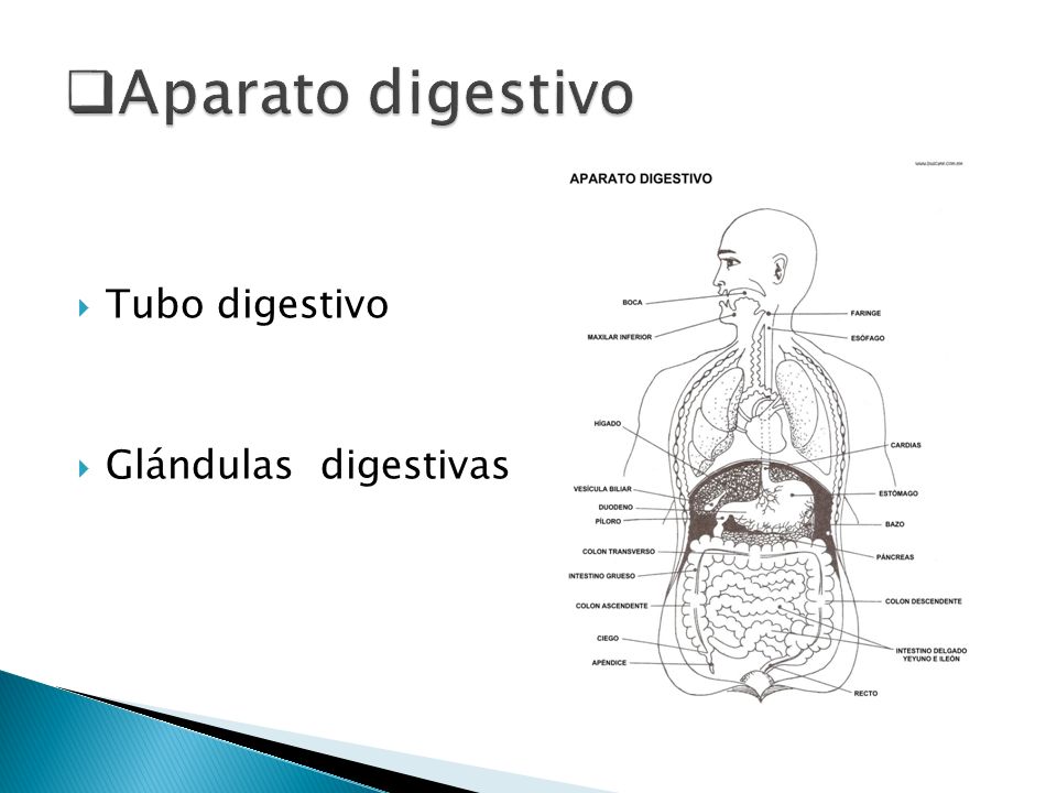 Aparato digestivo Tubo digestivo Glándulas digestivas