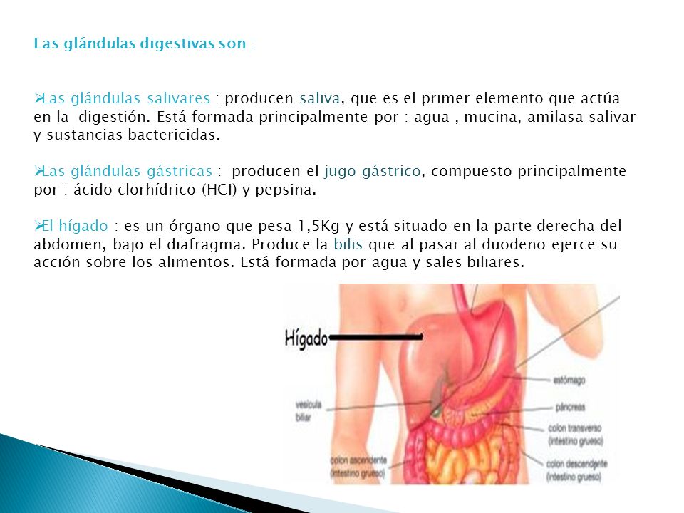 Las glándulas digestivas son :
