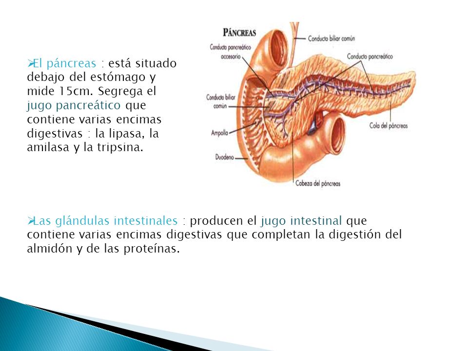 El páncreas : está situado debajo del estómago y mide 15cm