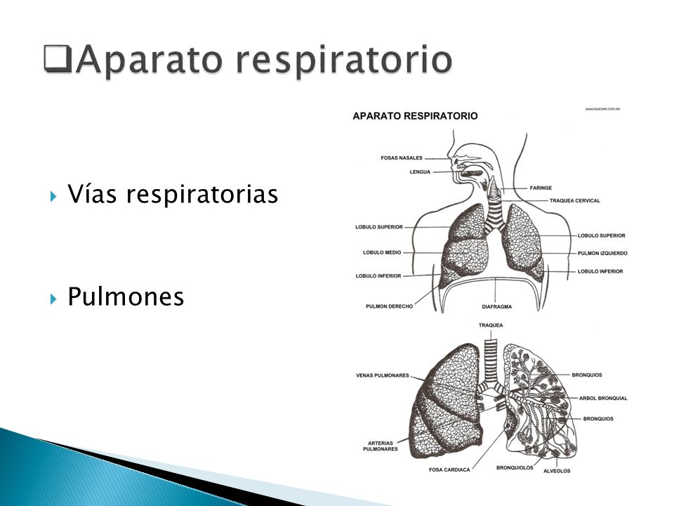 Aparato respiratorio Vías respiratorias Pulmones