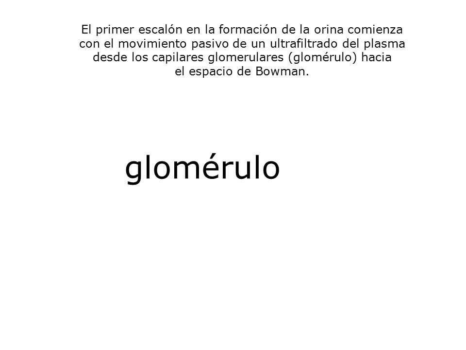glomérulo El primer escalón en la formación de la orina comienza