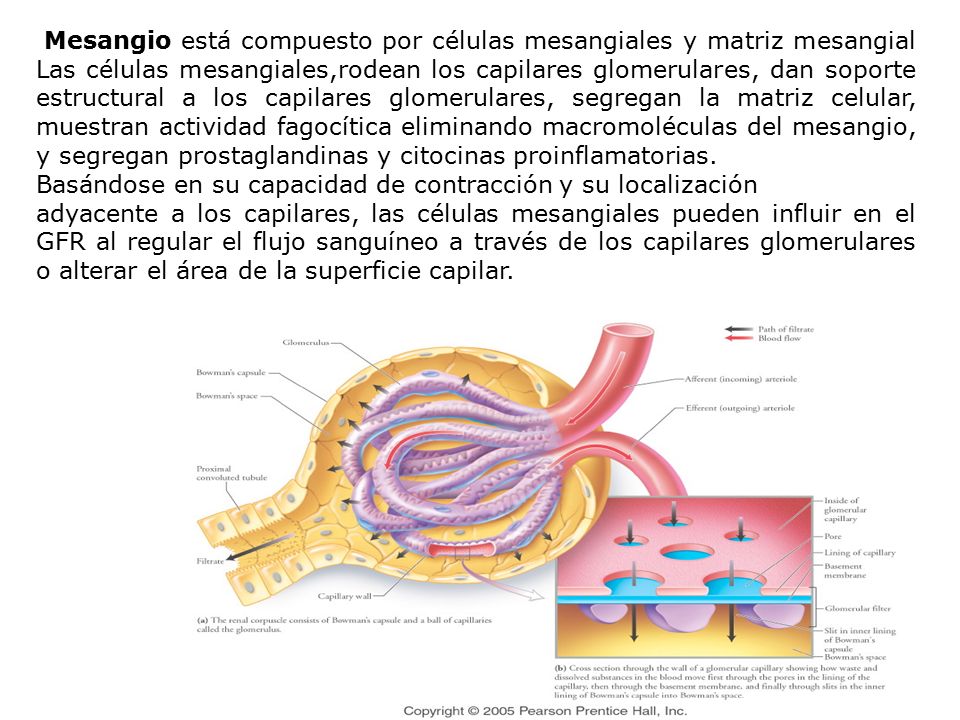 Mesangio está compuesto por células mesangiales y matriz mesangial Las células mesangiales,rodean los capilares glomerulares, dan soporte estructural a los capilares glomerulares, segregan la matriz celular, muestran actividad fagocítica eliminando macromoléculas del mesangio, y segregan prostaglandinas y citocinas proinflamatorias.