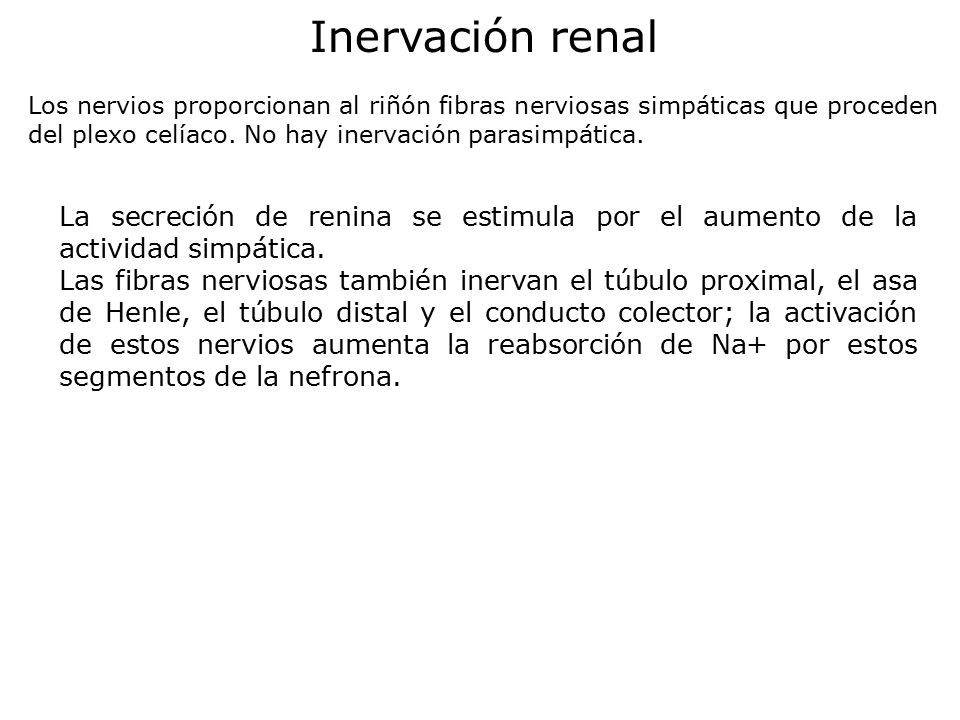 Inervación renal Los nervios proporcionan al riñón fibras nerviosas simpáticas que proceden del plexo celíaco. No hay inervación parasimpática.