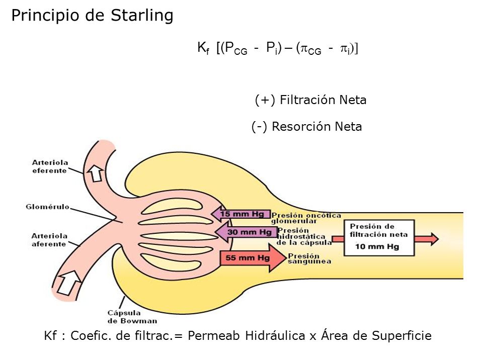 Kf : Coefic. de filtrac.= Permeab Hidráulica x Área de Superficie
