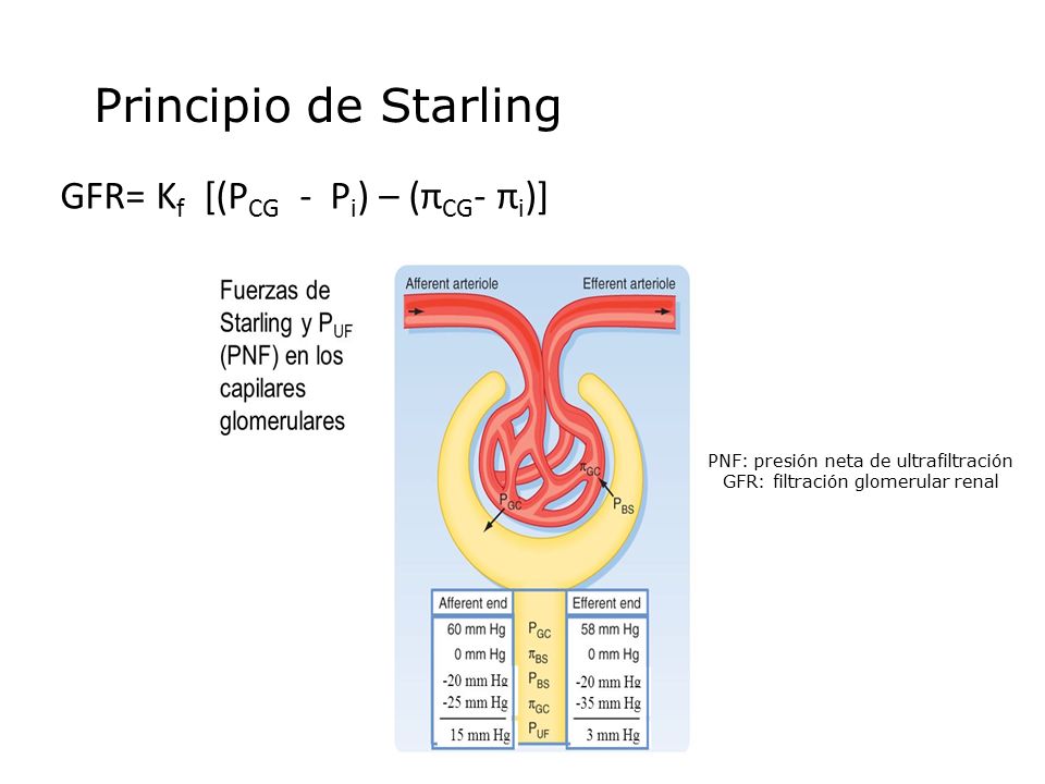 Principio de Starling GFR= Kf [(PCG - Pi) – (πCG- πi)]