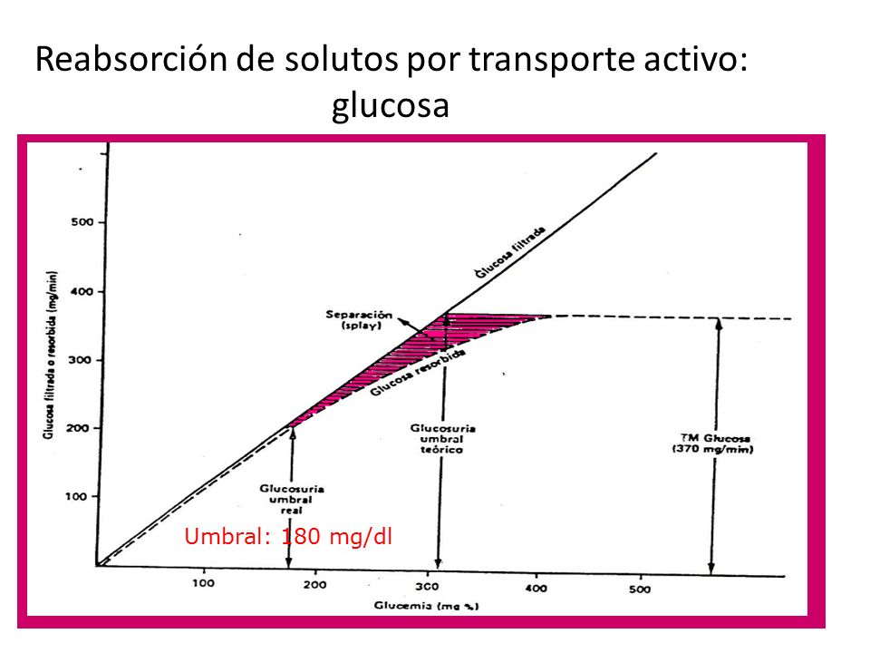 Reabsorción de solutos por transporte activo: glucosa