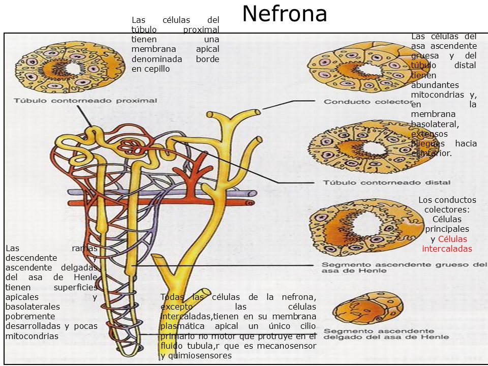 Nefrona Las células del túbulo proximal tienen una membrana apical denominada borde en cepillo.