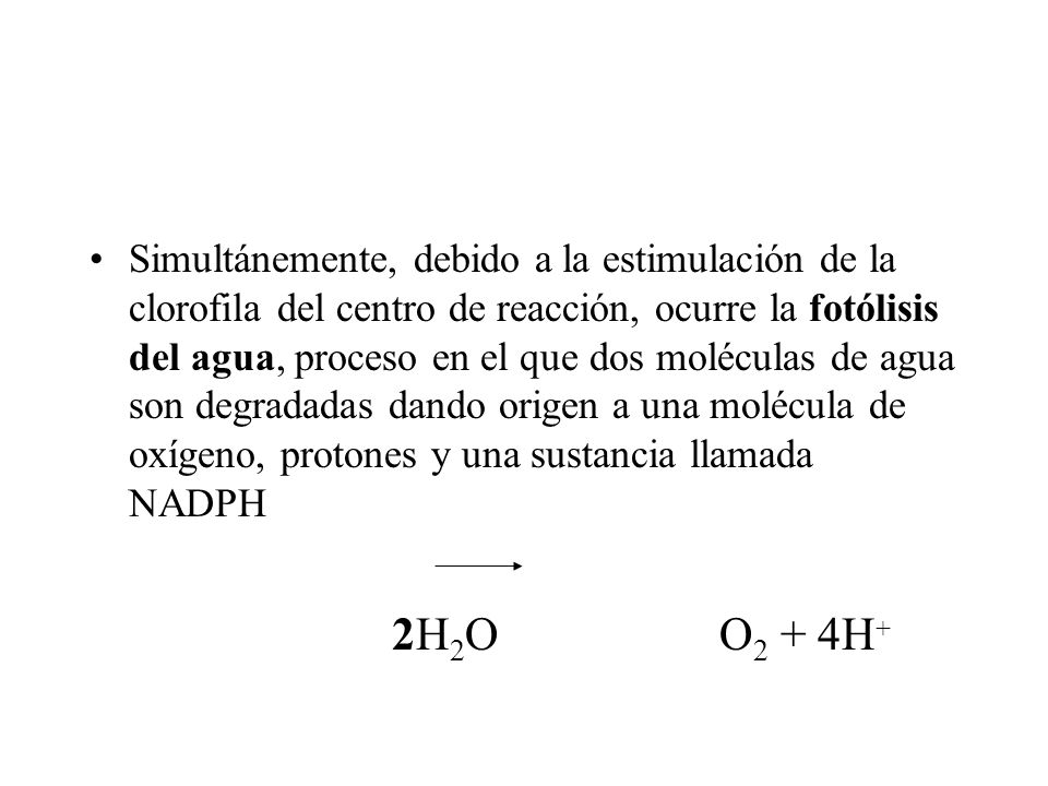 Simultánemente, debido a la estimulación de la clorofila del centro de reacción, ocurre la fotólisis del agua, proceso en el que dos moléculas de agua son degradadas dando origen a una molécula de oxígeno, protones y una sustancia llamada NADPH