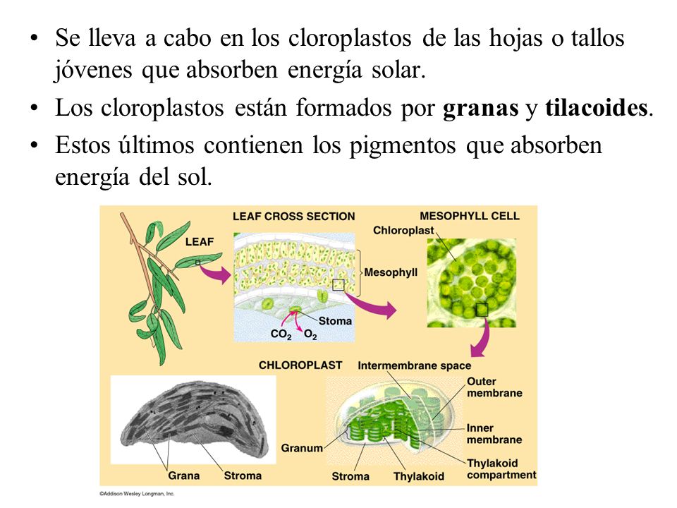 Se lleva a cabo en los cloroplastos de las hojas o tallos jóvenes que absorben energía solar.