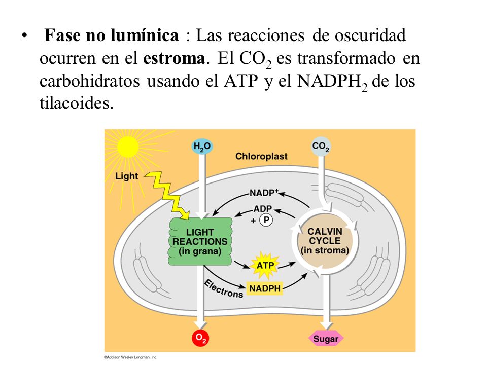 Fase no lumínica : Las reacciones de oscuridad ocurren en el estroma